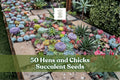 50 Hens and Chicks Succulent Seeds for Planting, Rosette-Forming Sempervivum spp., Cactus & Succulent Soil, Low Water