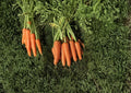 Scarlet Nantes Carrot Seeds – 500 Heirloom Seeds for Sweet, Crisp, Cylindrical Roots, Vegetable Gardening, Non-GMO
