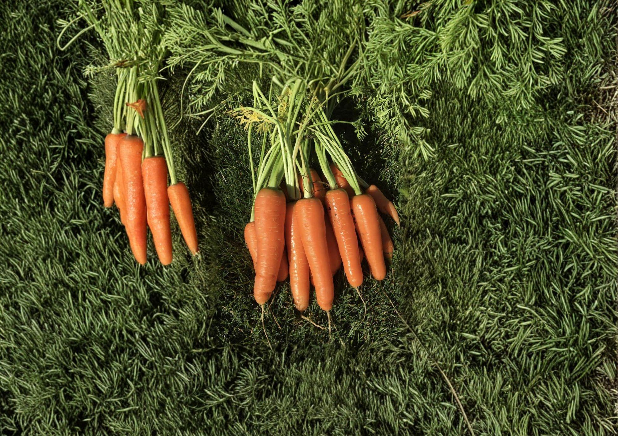 Scarlet Nantes Carrot Seeds – 500 Heirloom Seeds for Sweet, Crisp, Cylindrical Roots, Vegetable Gardening, Non-GMO