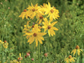 Yellow Crownbeard Seeds (30) – Verbesina helianthoides – Native Perennial Wildflower for Pollinator Gardens and Prairie Landscapes