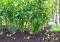 Tall Utah Celery Seeds – 2000 Heirloom Seeds for Crisp Green Stalks, Cool-Season Vegetable, Scientific Name Apium graveolens