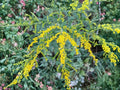 Elmleaf Goldenrod Seeds (100) – Native Perennial Wildflower for Pollinator Gardens – Solidago ulmifolia