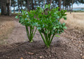 Kintsai Chinese Celery Seeds - Dark Green Aromatic Stems, 1000 Seeds, Asian Celery Variety for Stir-Fries & Soups