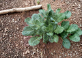 Champion Collard Seeds - Heirloom, Cold Hardy, High Yield, Leafy Vegetable, Garden Seeds, Vegetables, Cool Season, Non-GMO