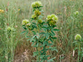 Roundhead Bush Clover Seeds (30) – Lespedeza capitata Native Prairie Perennial for Pollinators & Wildlife