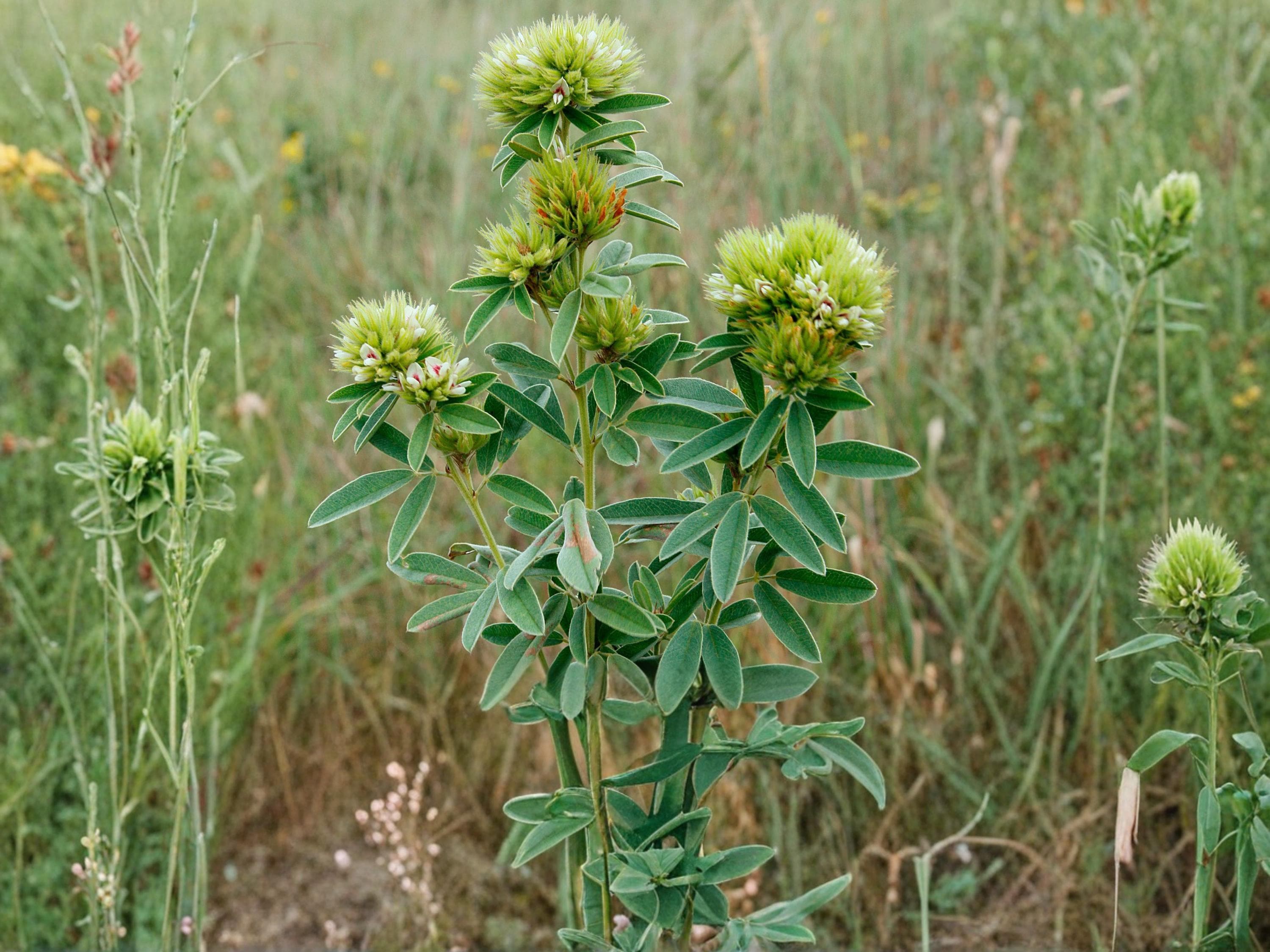 Roundhead Bush Clover Seeds (30) – Lespedeza capitata Native Prairie Perennial for Pollinators & Wildlife