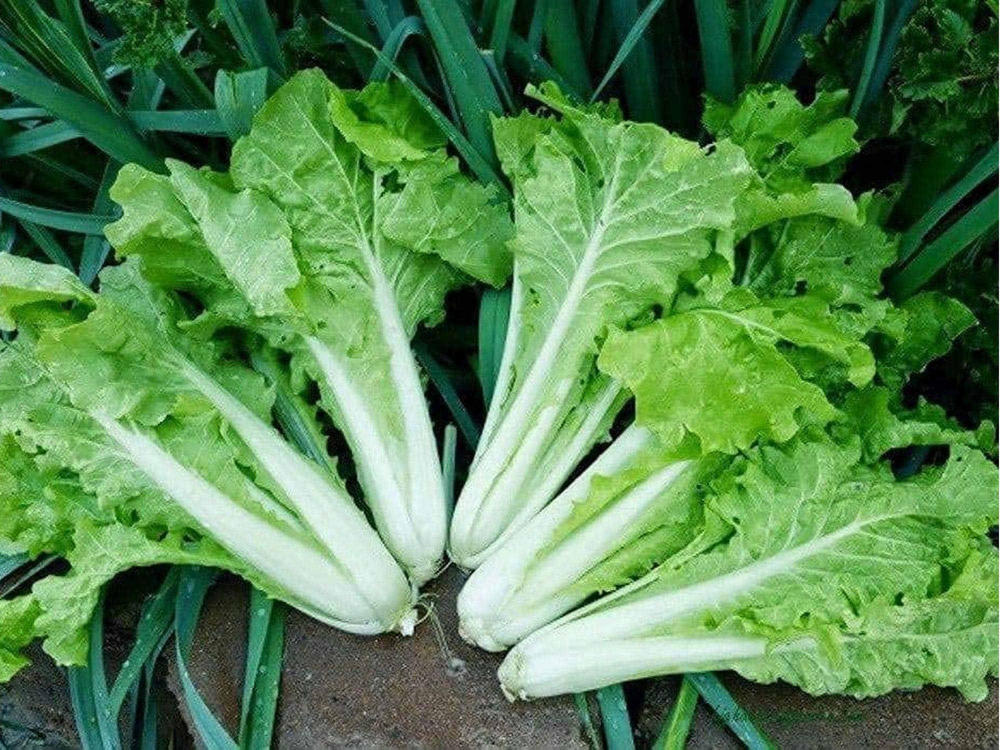 Fun Jen Frilly Pak Choi Seeds – Hybrid Brassica rapa subsp. chinensis, Frilled Green Leaves, Compact, Non-GMO, 100 Seeds