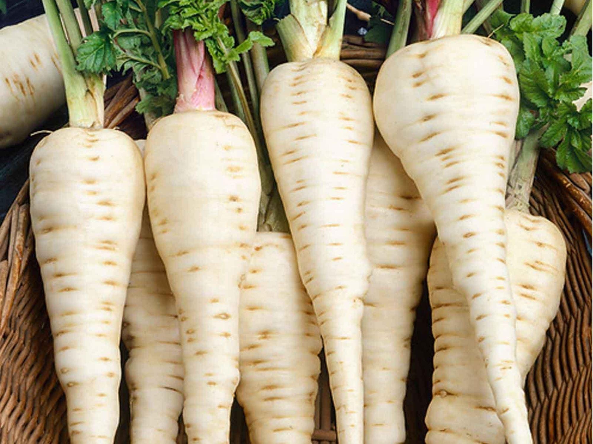 All American Parsnip Seeds – Heirloom, Non-GMO Root Vegetable, White Tapered Roots, Pastinaca sativa, 100 Seeds