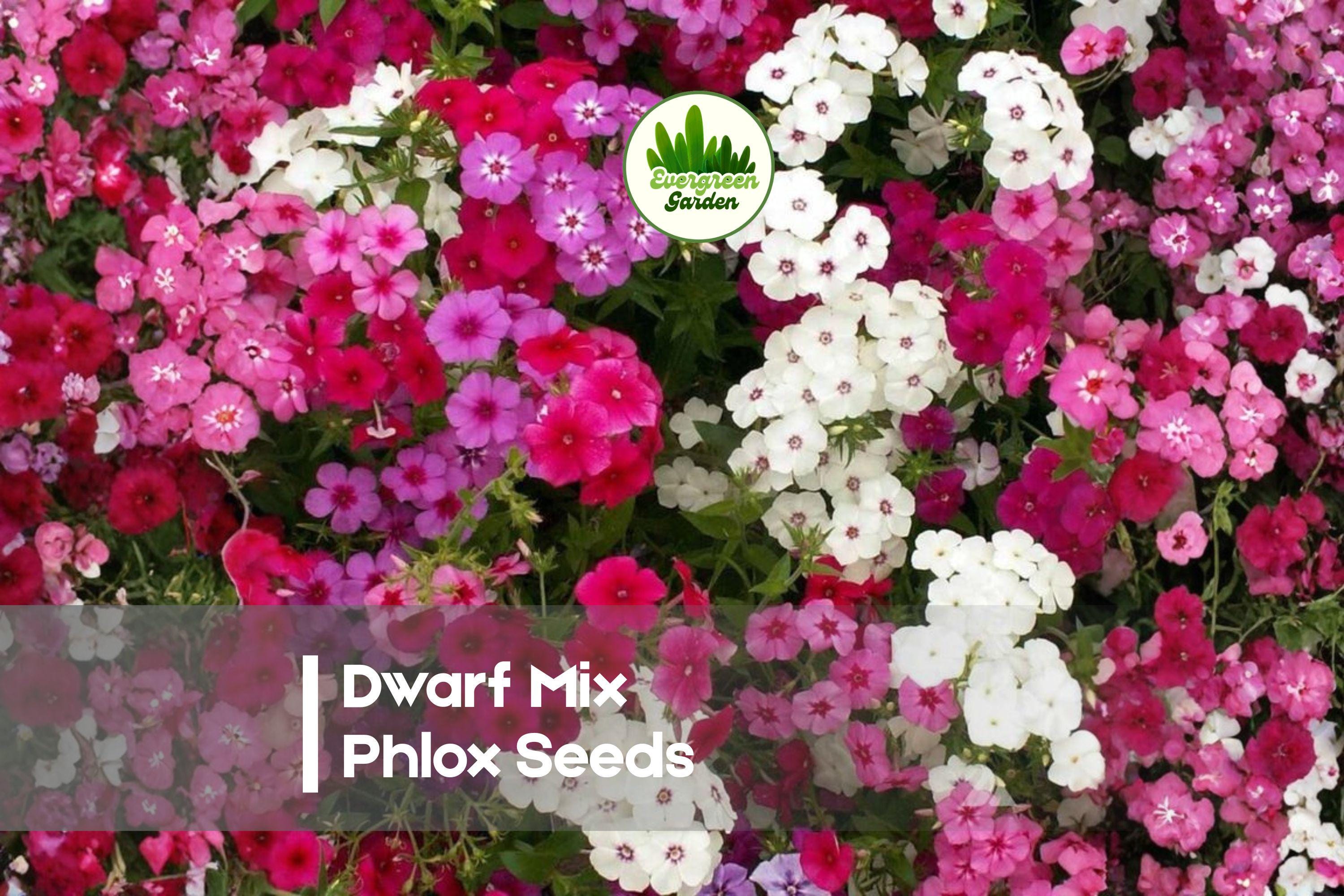 Dwarf Mix Phlox Seeds – Bright Multi-Color Blooms, Compact Annual, Phlox drummondii, 100 Seeds for Borders, Containers & Pollinator Gardens
