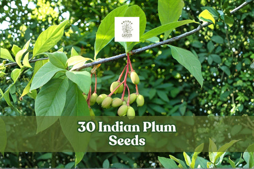 30 Indian Plum Seeds – Native Deciduous Shrub Oemleria cerasiformis for Woodland Gardens