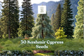 30 Kashmir Cypress Seeds – Cupressus cashmeriana Weeping Evergreen Tree with Blue-Green Foliage for Ornamental Landscaping