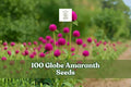 100 Globe Amaranth Seeds – Gomphrena globosa Purple Flower, Bright Round Blooms, Summer Annual for Garden Beds & Cut Flowers