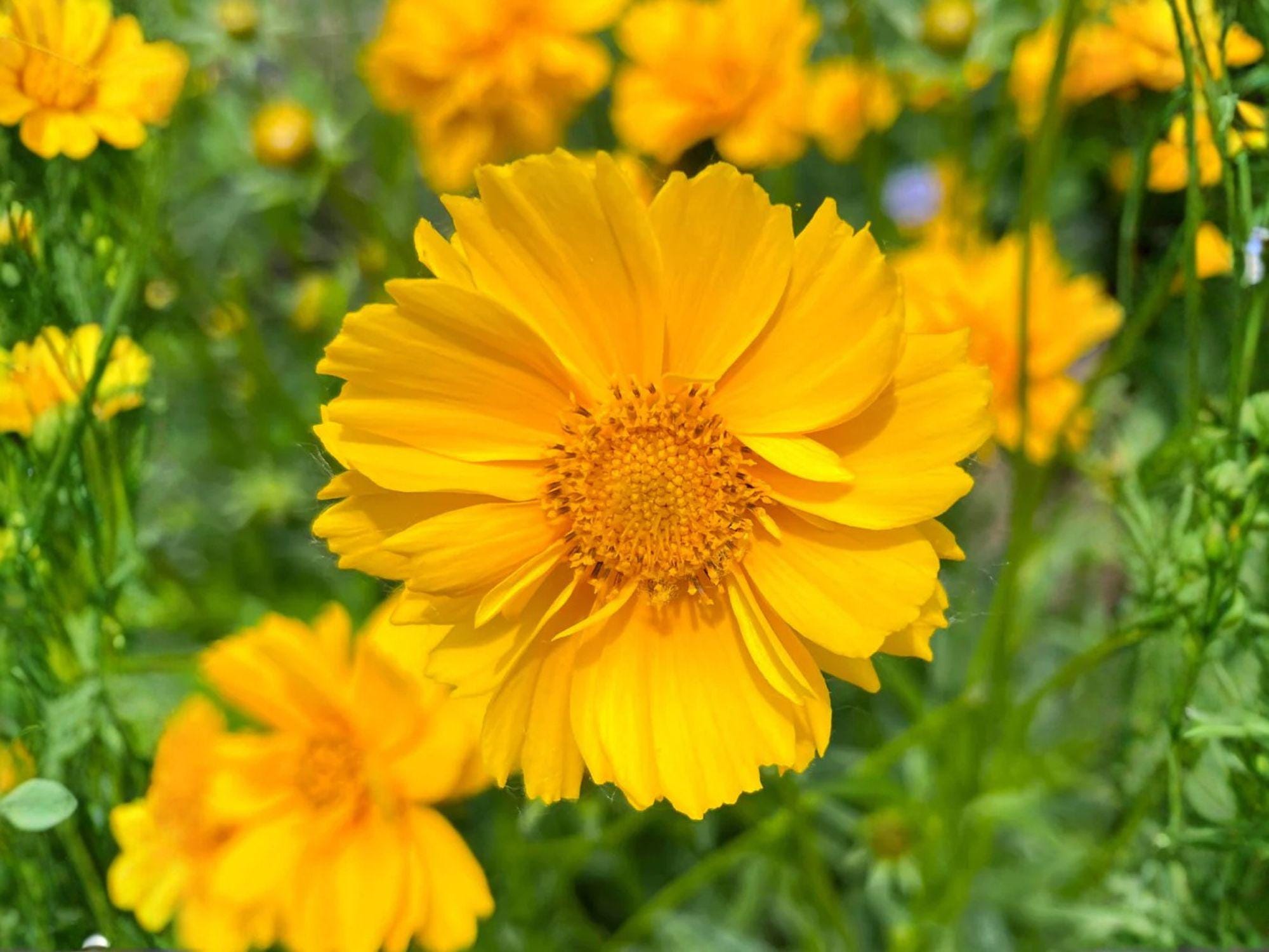 Lanceleaf Coreopsis Seeds – Dwarf Yellow Wildflower for Pollinator Gardens, Native Perennial, 50 Seeds