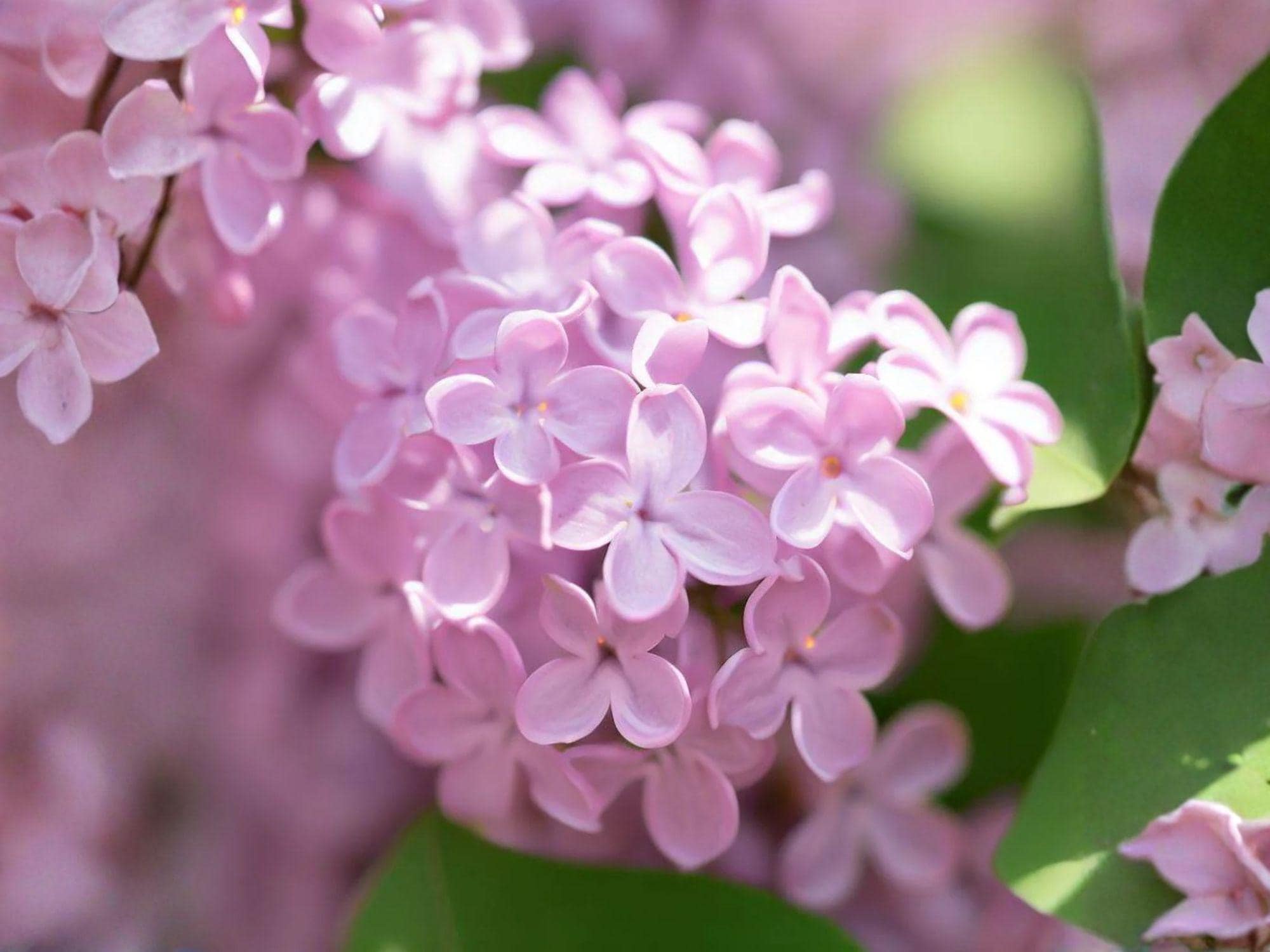 Littleleaf Lilac Seeds – Fragrant Dwarf Shrub, Syringa microphylla, 10 Seeds for Cottage Gardens & Pollinator Attracting Landscaping