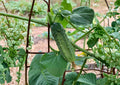 National Pickling Cucumber Seeds Heirloom Variety for Home Canning and Pickling, Short Dark Green Fruits, 50 Seeds