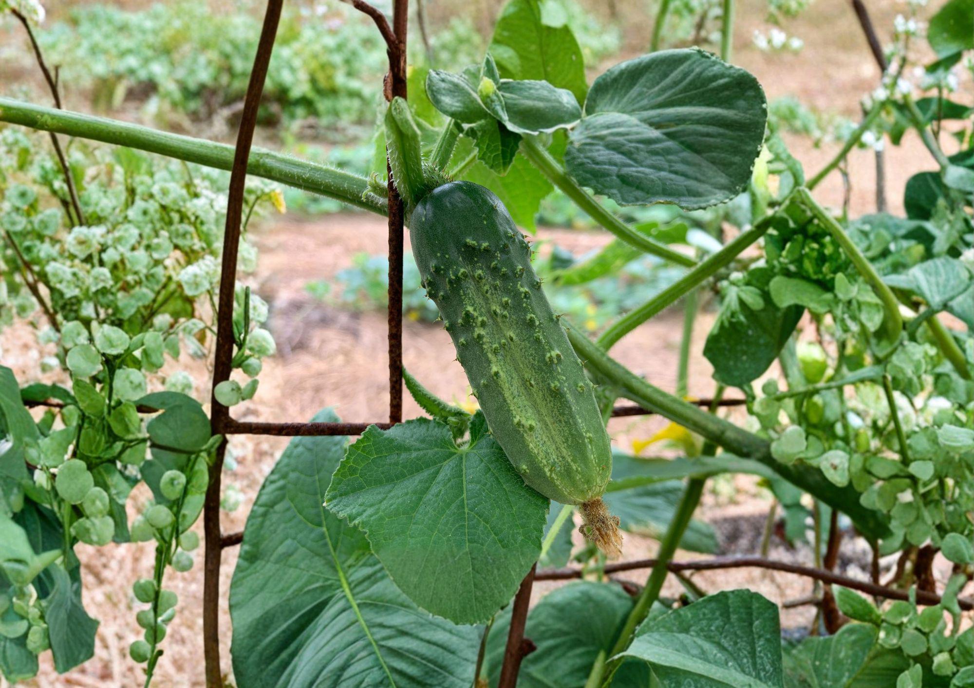 National Pickling Cucumber Seeds Heirloom Variety for Home Canning and Pickling, Short Dark Green Fruits, 50 Seeds