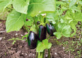 Black Beauty Eggplant Seeds - Heirloom, High Yield, Large Deep Purple Fruits, Gourmet Culinary, Solanum melongena, 100 Seeds