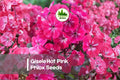 Gisele Hot Pink Phlox Seeds – Bright Magenta-Pink Blooms, Compact Bushy Plant, Annual, Phlox drummondii, 100 Seeds