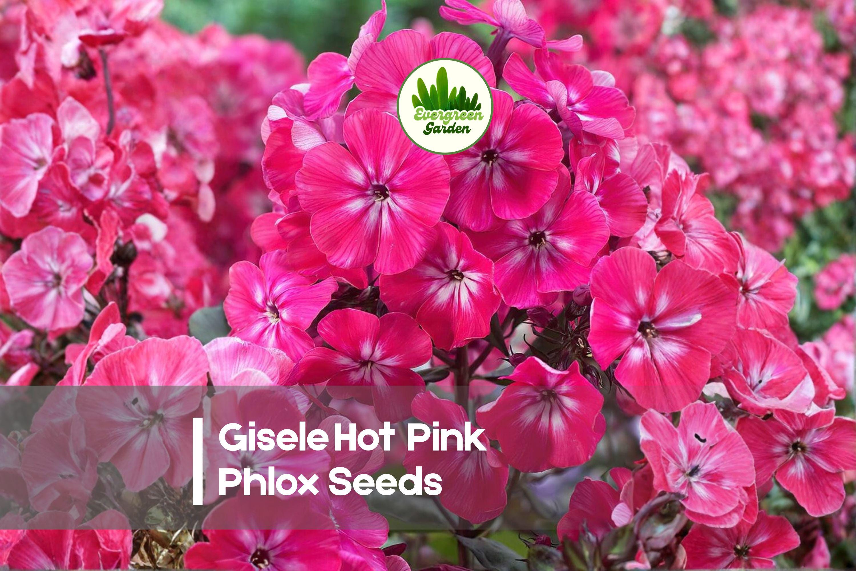 Gisele Hot Pink Phlox Seeds – Bright Magenta-Pink Blooms, Compact Bushy Plant, Annual, Phlox drummondii, 100 Seeds