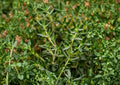 Heirloom Thyme Seeds - 300 Aromatic Culinary Herb Seeds - Common Thyme (Thymus vulgaris) for Herb Gardens & Cooking