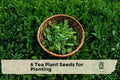 6 Camellia sinensis Tea Plant Seeds for Growing Evergreen Shrub, Container or Garden Cultivation