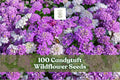 Candytuft Wildflower Seeds – Low-Growing Ground Cover, Border, Edging, Iberis spp.