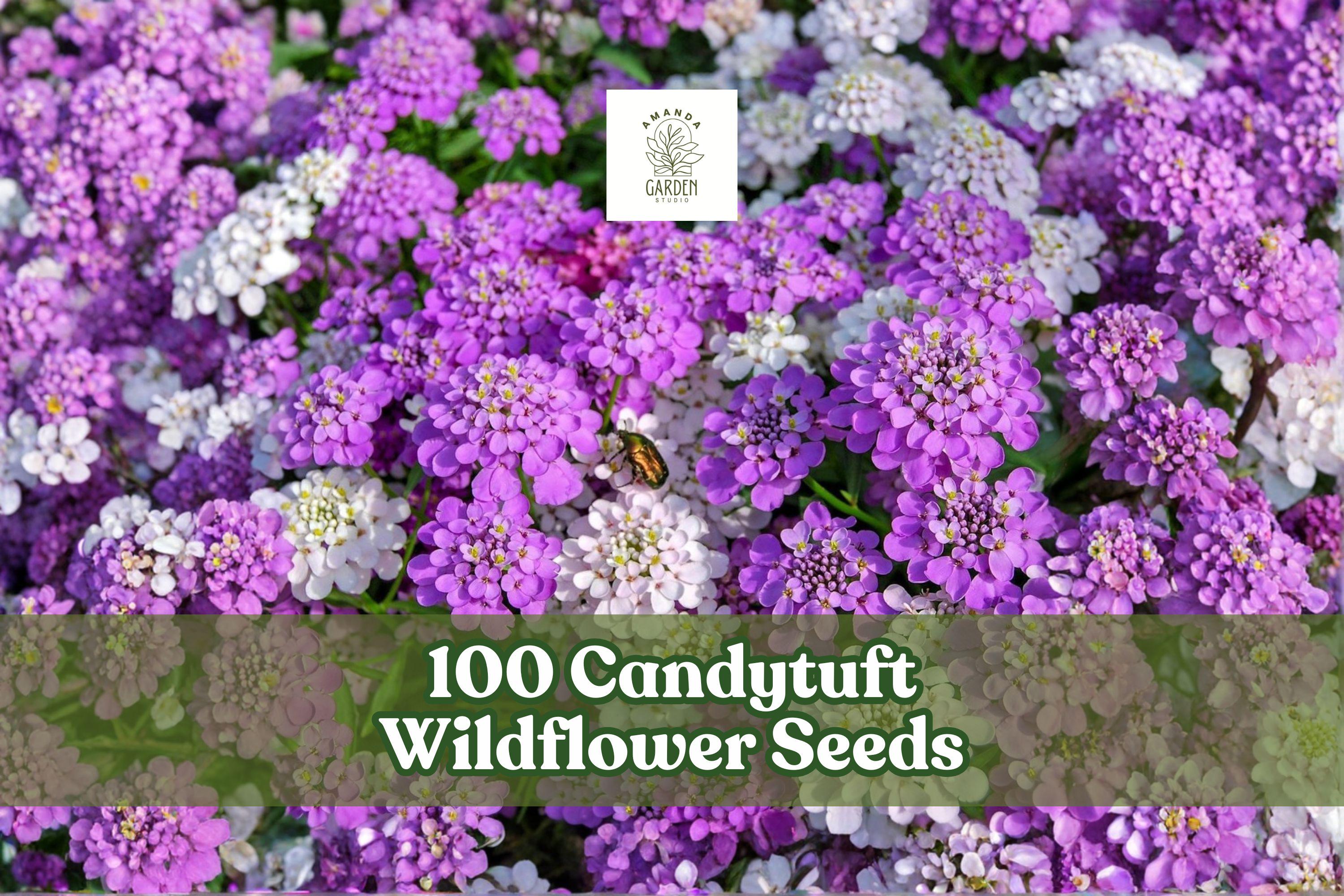 Candytuft Wildflower Seeds – Low-Growing Ground Cover, Border, Edging, Iberis spp.