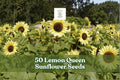 Lemon Queen Sunflower Seeds - Helianthus annuus - Large Lemon Yellow Blooms for Garden Planting, Ornamental, Annual
