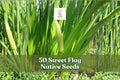 50 Sweet Flag Native Seeds for Planting - Acorus americanus Grass-Like Foliage, Clumping Perennial, Native Landscaping Seeds