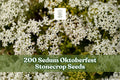 Sedum Oktoberfest Seeds for Planting - Low-Growing Succulent Ground Cover, Creeping Stonecrop, Sedum acre
