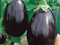 Black Beauty Eggplant Seeds – Heirloom, Non-GMO, Large Deep Purple Fruits, Classic Variety for Home Garden and Cooking