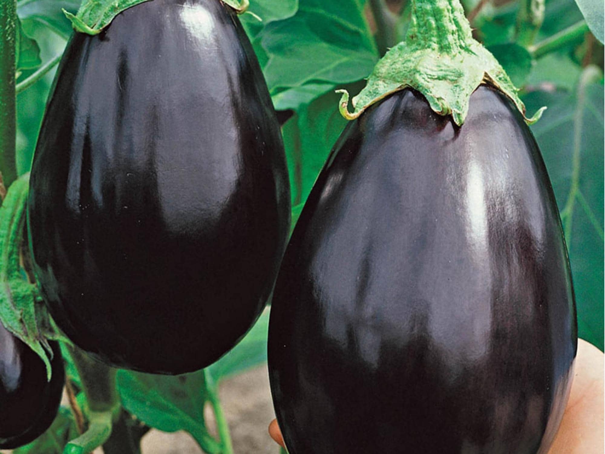 Black Beauty Eggplant Seeds – Heirloom, Non-GMO, Large Deep Purple Fruits, Classic Variety for Home Garden and Cooking