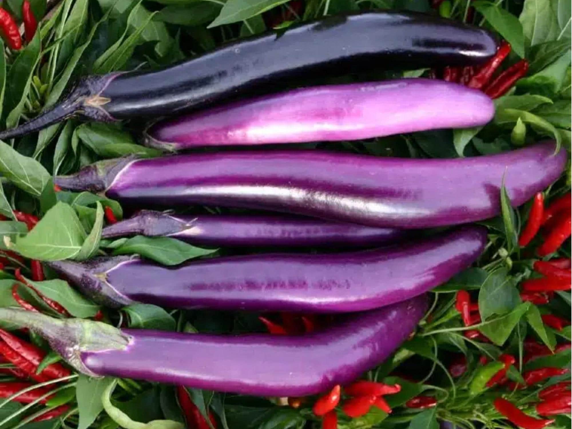 Long Purple Eggplant Seeds – Heirloom, Non-GMO, Slender Fruits for Cooking, 100 Seeds | Solanum melongena