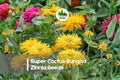Super Cactus Sungod Zinnia Seeds, Yellow & Golden Blooms, Zinnia elegans, Flowering Annual for Cut Flowers & Gardens