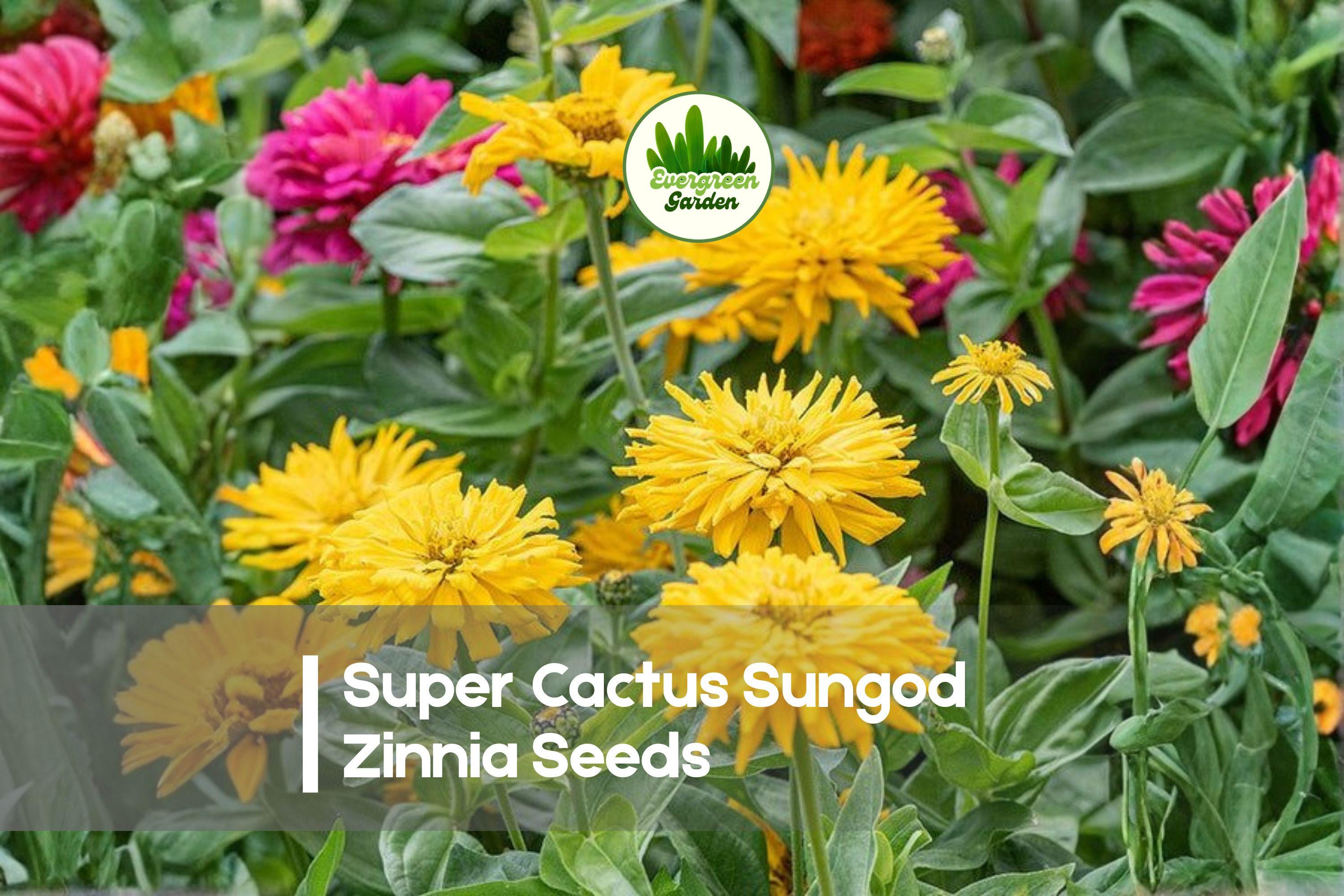 Super Cactus Sungod Zinnia Seeds, Yellow & Golden Blooms, Zinnia elegans, Flowering Annual for Cut Flowers & Gardens