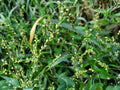 Dotted Smartweed Seeds (30) – Persicaria Punctata – Native Wetland Annual for Rain Gardens & Wildlife Habitat