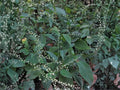 Virginia Knotweed Seeds (15) – Persicaria virginiana – Native Woodland Perennial for Shade Gardens and Pollinator Support