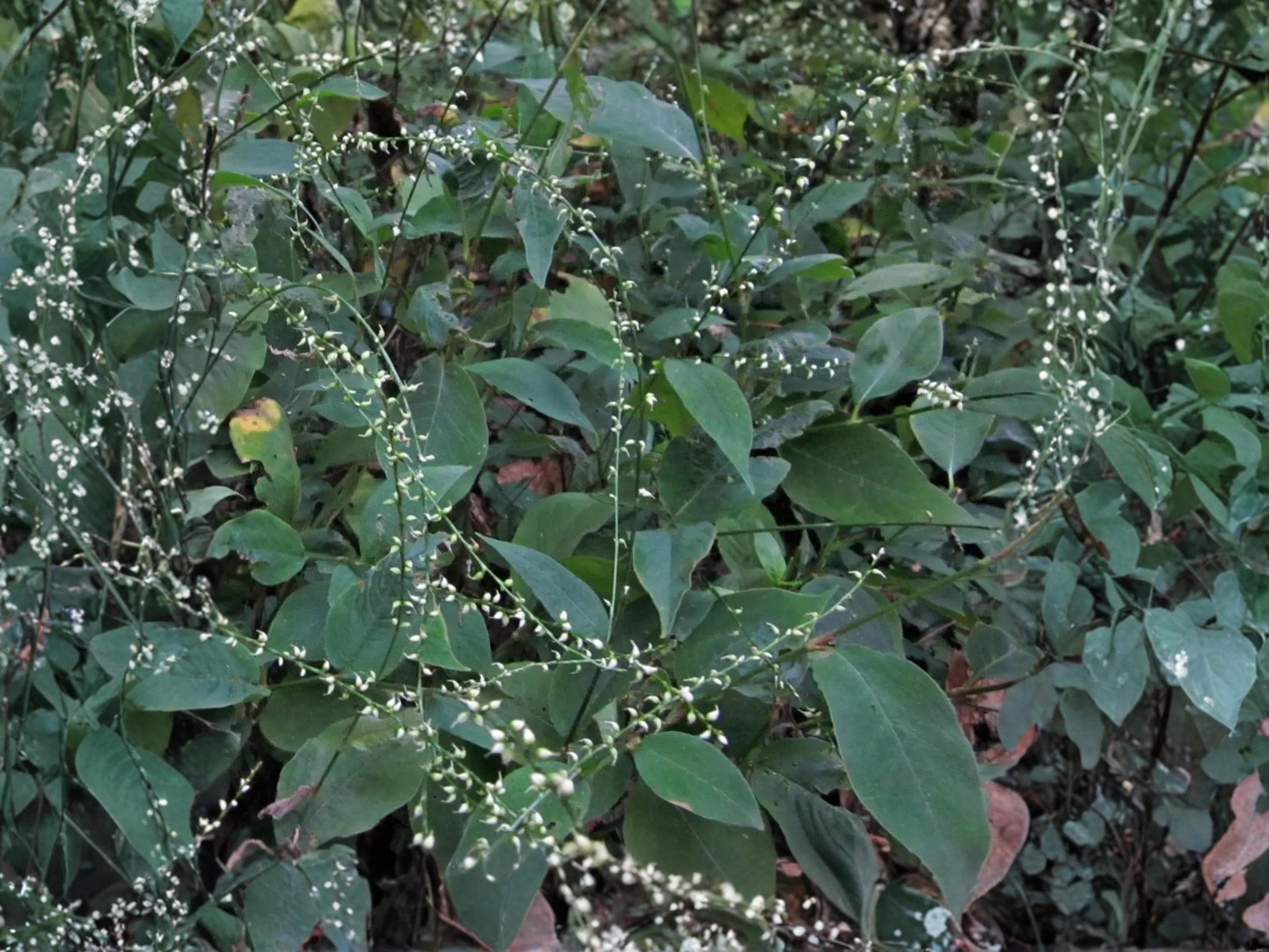 Virginia Knotweed Seeds (15) – Persicaria virginiana – Native Woodland Perennial for Shade Gardens and Pollinator Support