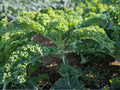 Dwarf Siberian Improved Kale Seeds – Cold Hardy Heirloom, Blue-Green Frilled Leaves, Frost Tolerant, 500 Seeds
