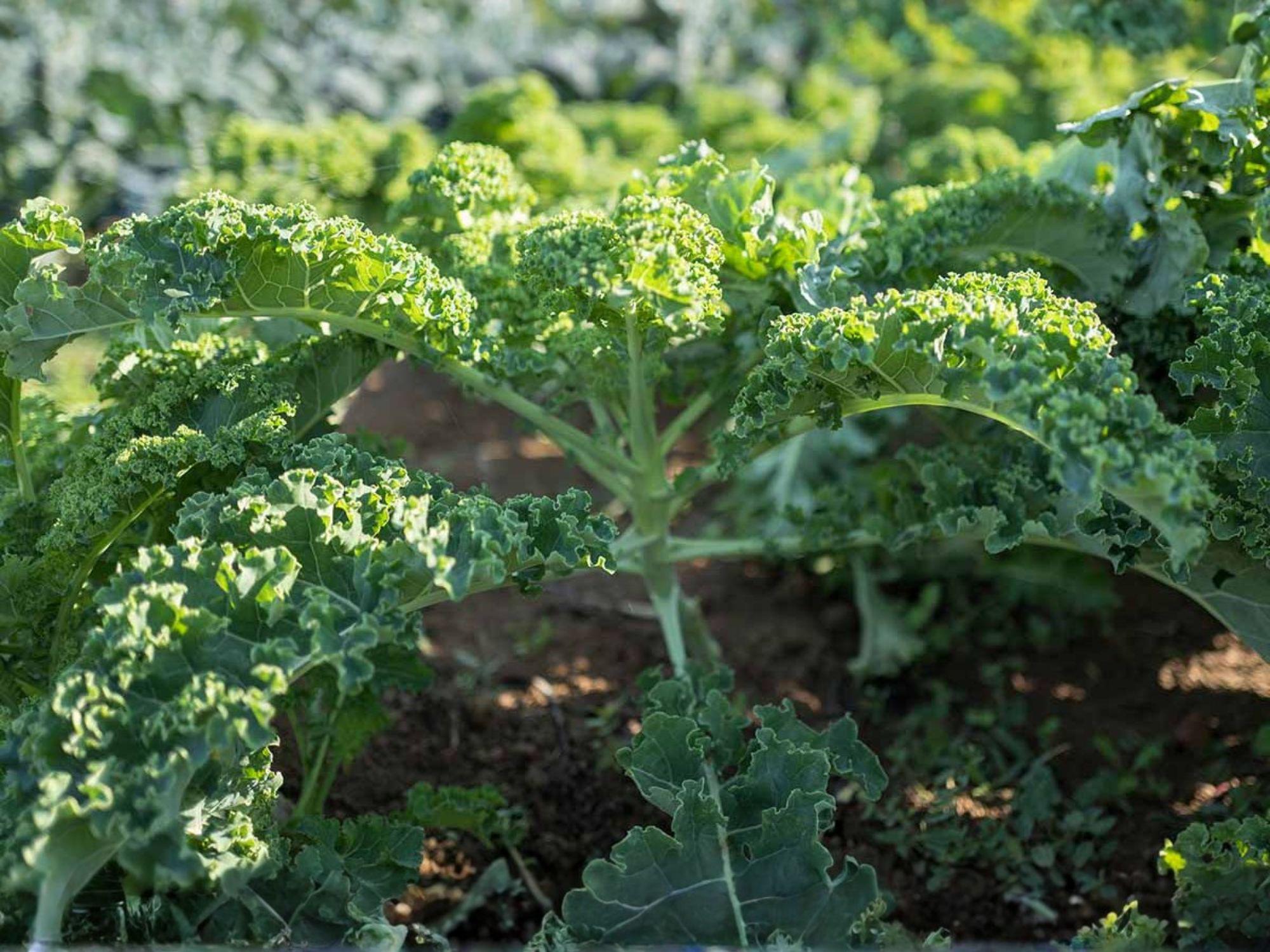 Dwarf Siberian Improved Kale Seeds – Cold Hardy Heirloom, Blue-Green Frilled Leaves, Frost Tolerant, 500 Seeds