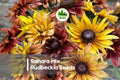 200 Sahara Mix Rudbeckia Seeds - Warm Tones, Full Sun, Butterfly Attracting, Rudbeckia hirta