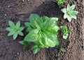 Genovese Basil Seeds Heirloom Sweet Italian Culinary Herb 500 Seeds for Pesto, Pasta, Salad