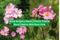 Rosa Setigera Seeds | Illinois Prairie Rose | Native Wild Climbing Rose Vine for Fences & Wildlife Gardens