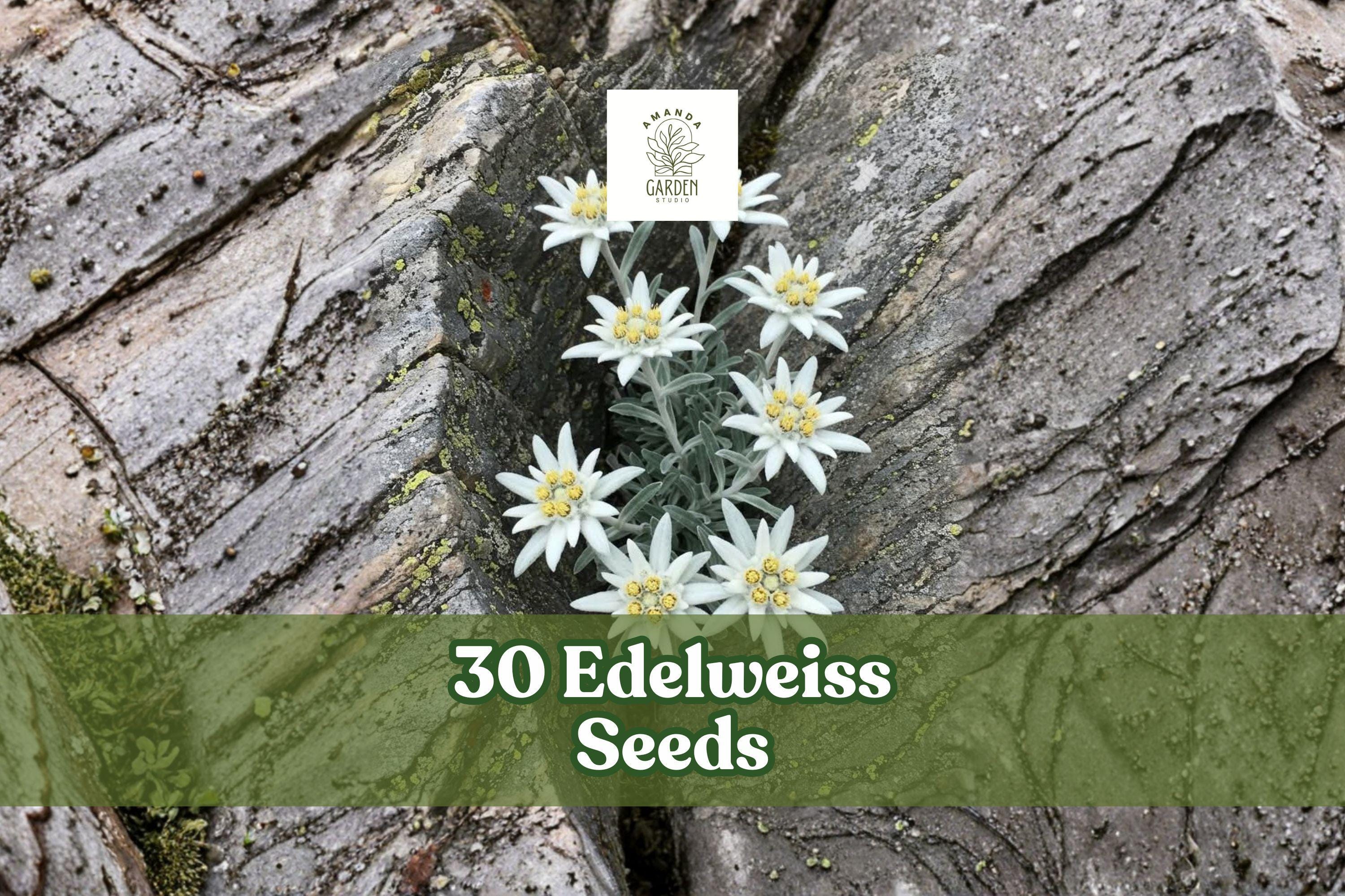 30 Edelweiss Seeds – Leontopodium alpinum Alpine Perennial Flower with White Star-Shaped Blooms for Rock Gardens