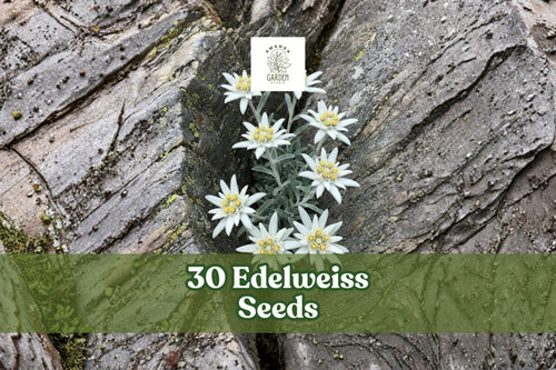 30 Edelweiss Seeds – Leontopodium alpinum Alpine Perennial Flower with White Star-Shaped Blooms for Rock Gardens