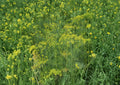 Dill Herb Seeds 500 Count – Anethum graveolens Bouquet, Aromatic, Heirloom, Culinary, Pickling, Garden Plant