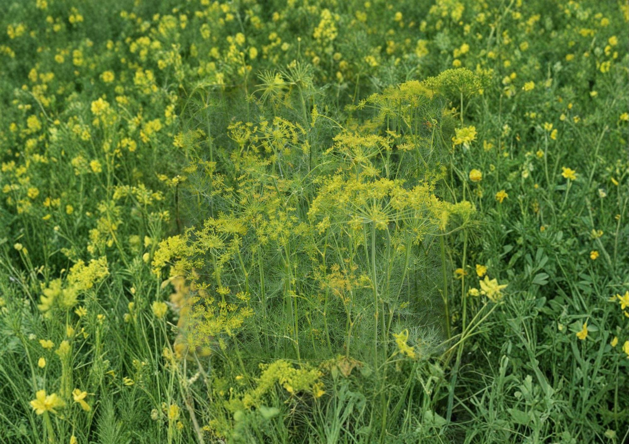 Dill Herb Seeds 500 Count – Anethum graveolens Bouquet, Aromatic, Heirloom, Culinary, Pickling, Garden Plant