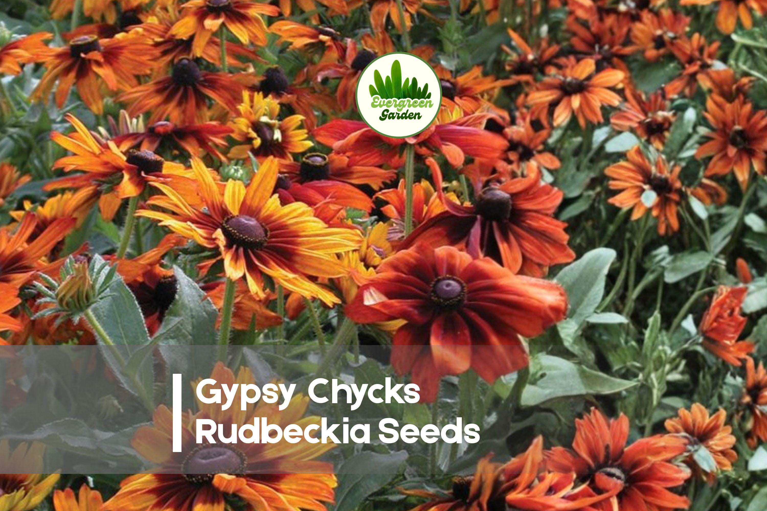 Gypsy Chycks Rudbeckia Seeds – 200+ Bi-Color Yellow, Bronze, Red Blooms for Borders, Cottage Gardens, Wildflower Beds, Pollinator-Friendly