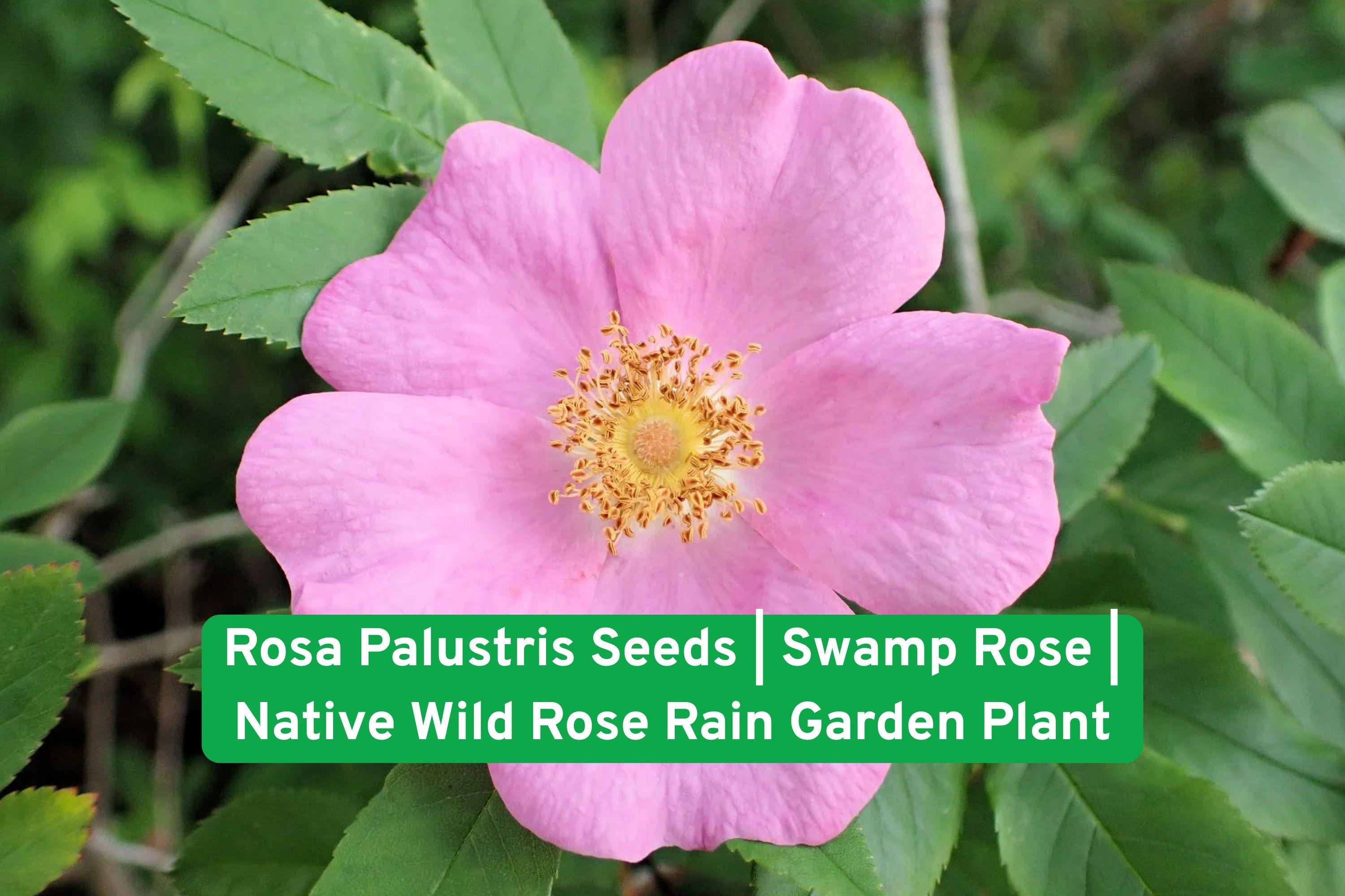 Rosa Palustris Seeds | Swamp Rose Native Wildflower for Rain Gardens & Wetlands | Perennial Shrub with Pink Blooms