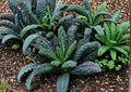 Lacinato Kale Seeds 500 Count – Heirloom Dinosaur Kale, Black Tuscan, Cold Hardy Garden Vegetable, Italian Leafy Green